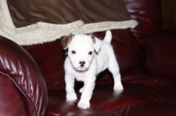 Jack Russell Puppy Pictures 833 Hines Hill Tasha X Dukes Legacy Winston female 1
