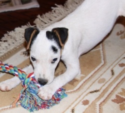 Jack Russell Puppy Pictures 830 Tasha puppy.JPG