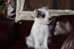 Jack Russell Puppy Pictures 834 Seagull Roxy X Day Dream Humphrey male