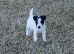 Jack Russell Puppy Pictures 835 Breanna male.JPG