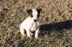 Jack Russell Puppy Pictures 837 Tasha male