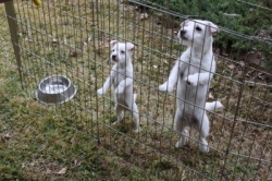 Jack Russell Puppy Pictures 838  Hines Hill Breanna  X  Day Dream Logan sisters
