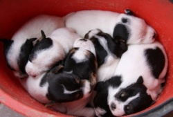 Jack Russell Puppy Pictures 839 Hines Hill Bailey X Dukes Legacy Harrison