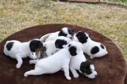 Jack Russell Puppy Pictures 840 Hines Hill Bailey X Dukes Legacy Harrison females