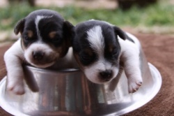 Jack Russell Puppy Pictures 841 Hines Hill Bailey X Dukes Legacy Harrison males