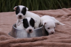 Jack Russell Puppy Pictures 844 Dukes Legacy Tammy X Dukes Legacy Rosco  females