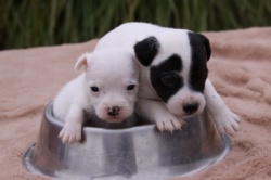 Jack Russell Puppy Pictures 845 Dukes Legacy X Dukes Legacy Rosco Tammy males