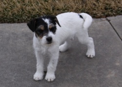 Jack Russell Puppy Pictures 846 Seagull Roxy & Day Dream Humphrey