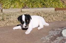 Jack Russell Puppy Pictures 847 Hines Hill Bailey female 1