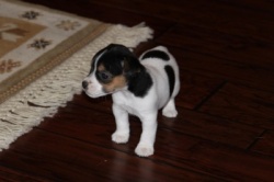 Jack Russell Puppy Pictures 848 Hines Hill Bailey female  3