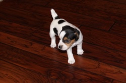 Jack Russell Puppy Pictures 849 Hines Hill Bailey female 4