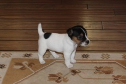 Jack Russell Puppy Pictures 850 Hines Hill Bailey female 6