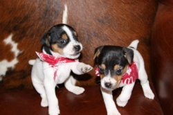 Jack Russell Puppy Pictures 851 Hines Hill Bailey males