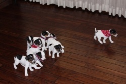 Jack Russell Puppy Pictures 853 Hines Hill Baileys group