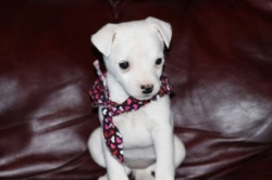 Jack Russell Puppy Pictures 854 Dukes Legacy Tammy female