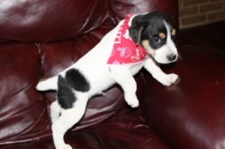 Jack Russell Puppy Pictures 855 Dukes Legacy Betsy Tri male