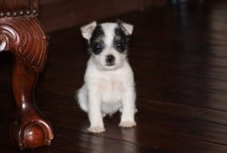Jack Russell Puppy Pictures 856 Tammy female