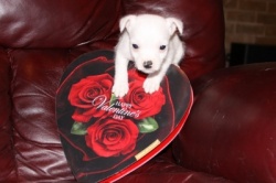 Jack Russell Puppy Pictures 857 Tammy male 1 Valentine