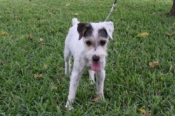 Seagull Roxy Jack Russell Terriers from Duke's Legacy