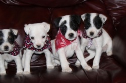 Jack Russell Puppy Pictures 858 Tammy pups