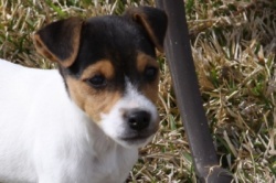 Jack Russell Puppy Pictures 859 Hines Hill Bailey & Dukes Legacy Harrison