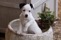 Jack Russell Puppy Pictures 860 Hines Hill Bailey & Dukes Legacy Harrison