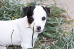Jack Russell Puppy Pictures 861 Hines Hill Bailey & Dukes Legacy Harrison