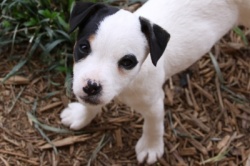 Jack Russell Puppy Pictures 862 Bailey female 2
