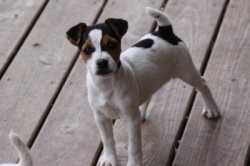 Jack Russell Puppy Pictures 864 Hines Hill Bailey & Dukes legacy Harrison