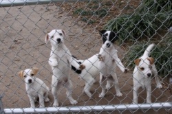 Jack Russell Puppy Pictures 865 pick me.JPG