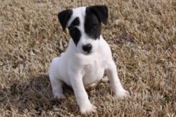 Jack Russell Puppy Pictures 867 Tammy male