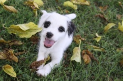 Jack Russell Puppy Pictures 869 Male pup 1