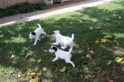 Jack Russell Puppy Pictures 871 puppy play