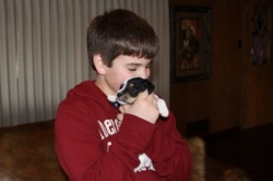 Jack Russell Puppy Pictures 872