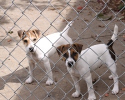 Jack Russell Puppy Pictures 873 Duke & Daisy