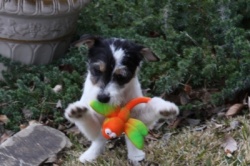 Jack Russell Puppy Pictures 875 fire fly girl