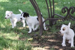 Guard puppys