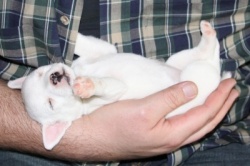 Jack Russell Puppy Pictures 877 sleeping puppy