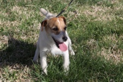 Meet Our Jack Russell Terriers 9