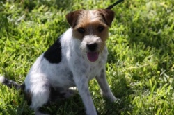 Meet Our Jack Russell Terriers 10