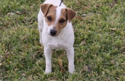 Meet Our Jack Russell Terriers 11