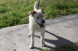Meet Our Jack Russell Terriers 12