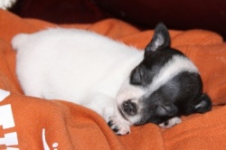 Jack Russell Puppy Pictures 879 another sleeping puppy.JPG