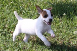 Jack Russell Puppy Pictures 880 Bailey female