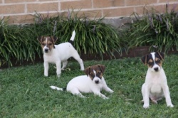 Jack Russell Puppy Pictures 883 Hines Hill Sandy X Dukes Legacy Trevor males