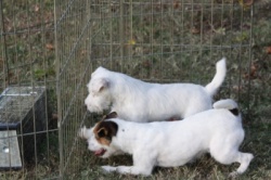 Jack Russell Puppy Pictures 884 Paris & Angie watching a rat.