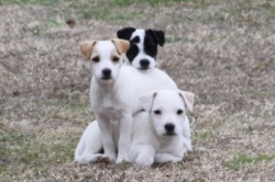 Jack Russell Puppy Pictures 885