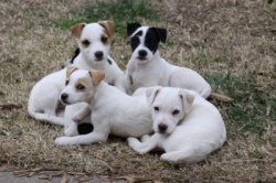 Jack Russell Puppy Pictures 886 what a group