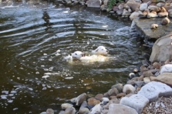 puppy swim