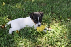 Jack Russell Puppy Pictures 888 puppy with leaf